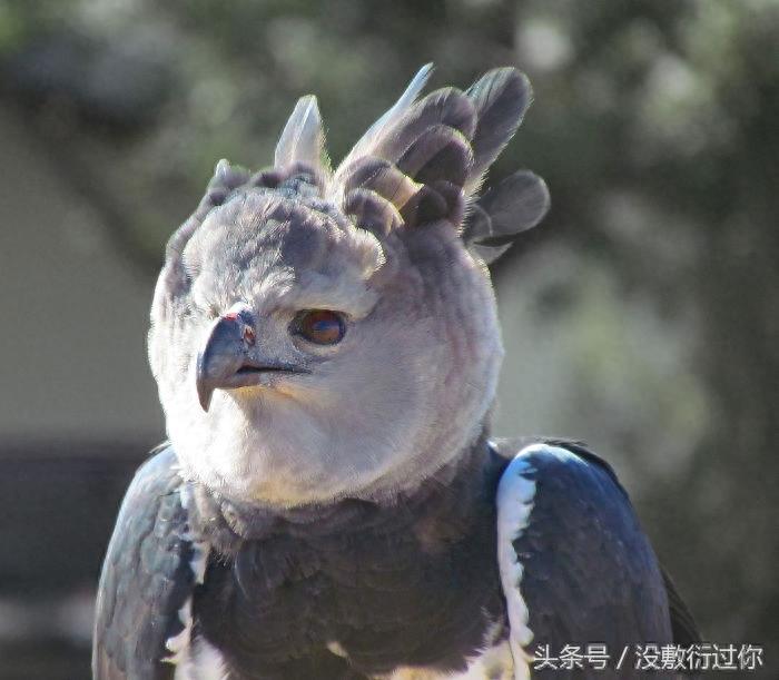 世界最大最强老鹰