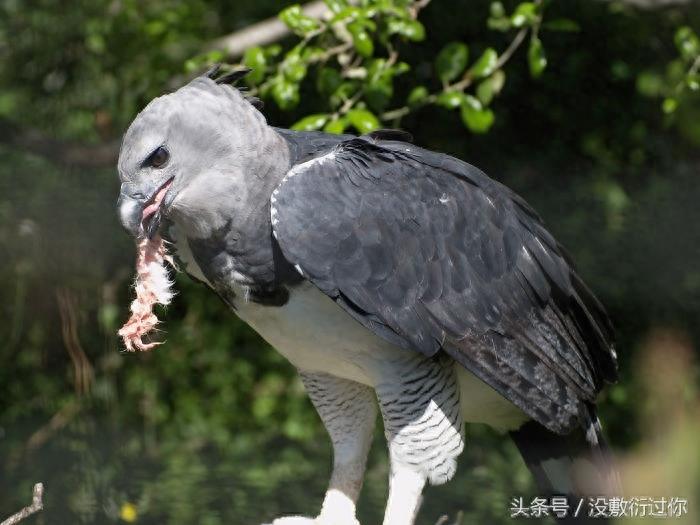 世界最大最强老鹰
