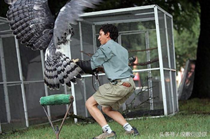 世界最大最强老鹰