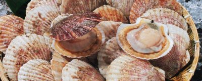 ​贝壳属于厨房垃圾吗