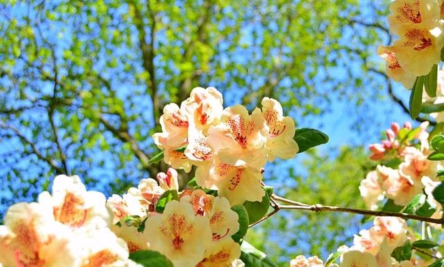 杜鹃花的养护要点(杜鹃花夏天养护要点) 要点 第1张