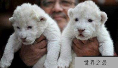 ​济南双胞胎白狮诞生于世界上，只有100只比大熊猫更珍贵