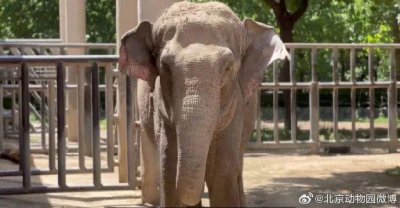 ​官方确认：突然倒地，抢救无效离世！网友们心碎