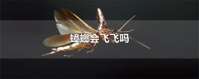​蟑螂会飞飞吗