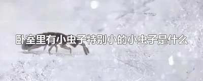 ​卧室里有小虫子特别小的小虫子是什么