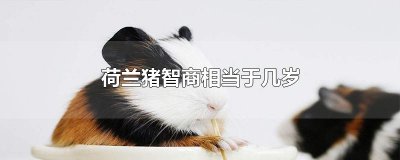 ​荷兰猪智商相当于几岁
