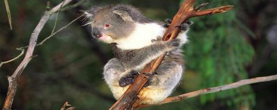 ​考拉是哪个国家的国宝