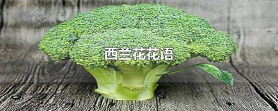 ​西兰花的花语和寓意 西兰花意思