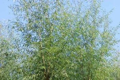 ​馒头柳的形态特征