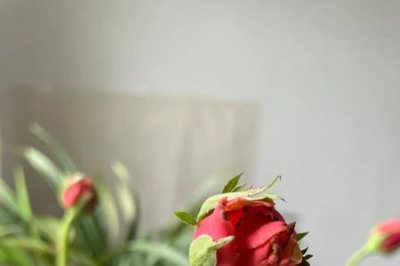 ​樱桃白兰地月季优缺点