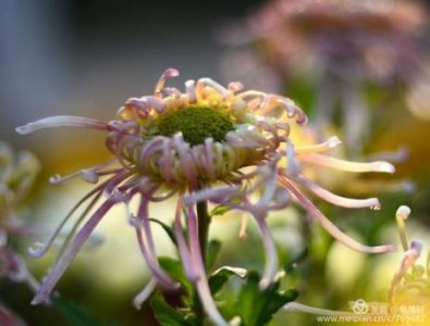 ​飒飒秋风满院栽原诗