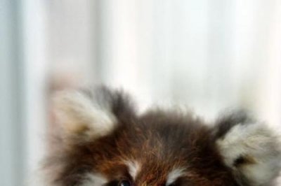 ​小熊猫能当宠物养吗