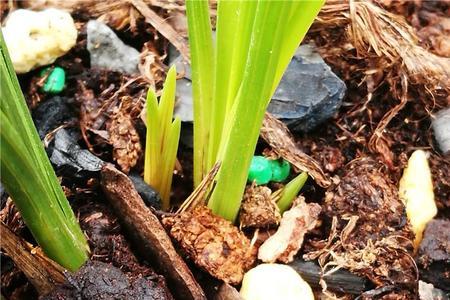 蕙兰朱金红特点