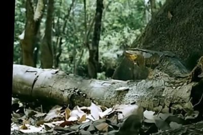 ​东北森林有大蛇吗