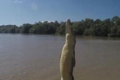 ​wlk鳄鱼宝宝哪里抓