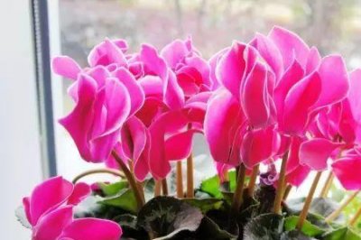 ​好运连连寓意和象征