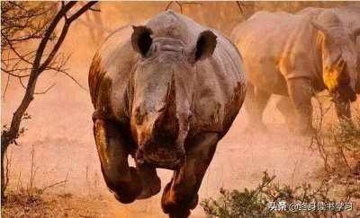 ​灰犀牛是什么意思(什么是灰犀牛事件)