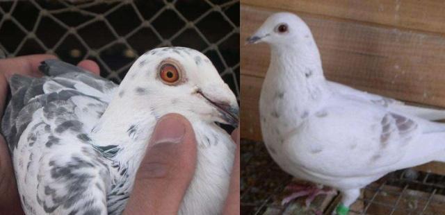 国产土鸽真的就这样消亡了吗