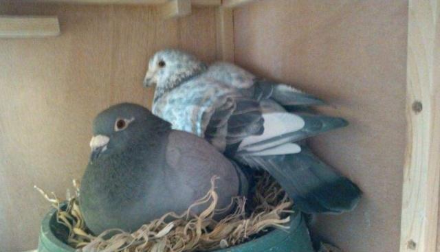 国产土鸽真的就这样消亡了吗