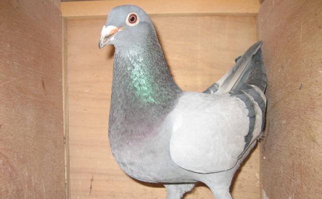 国产土鸽真的就这样消亡了吗