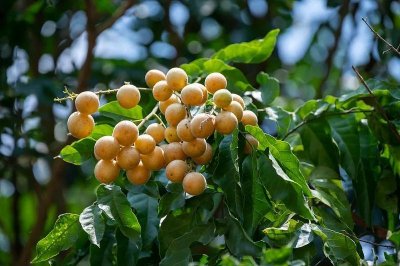 ​黄皮干是怎样制作的呢？