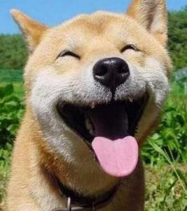 ​微笑狗，千万不要搜索smile.jpg