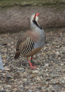 ​“一鸪顶九鸡”的鹧鸪，到底有何神奇之处？能让无数人赞不绝口？
