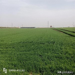 ​三国名将夏侯惇墓冢封土被毁，墓室尚存埋在长葛麦田下