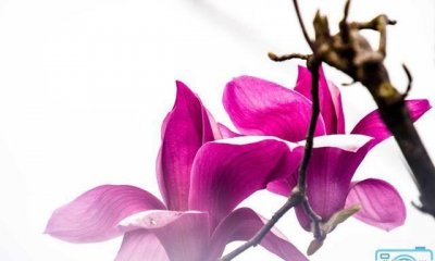 ​发现辛夷花盛开的美艳,千姿百态的紫红色花朵非常好看,绚丽惊艳