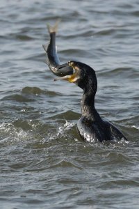 ​深圳湾候鸟翔集