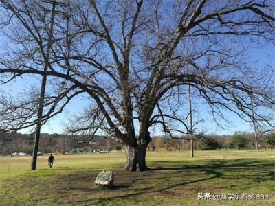 ​得克萨斯州的那些树——碧根果树