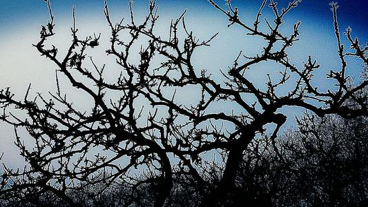 老干虬枝什么意思（虬的读音和意思）