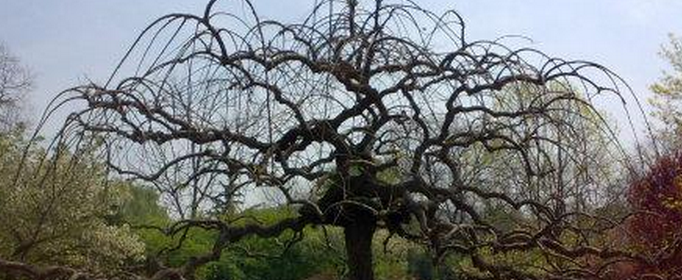 老干虬枝什么意思（虬的读音和意思）