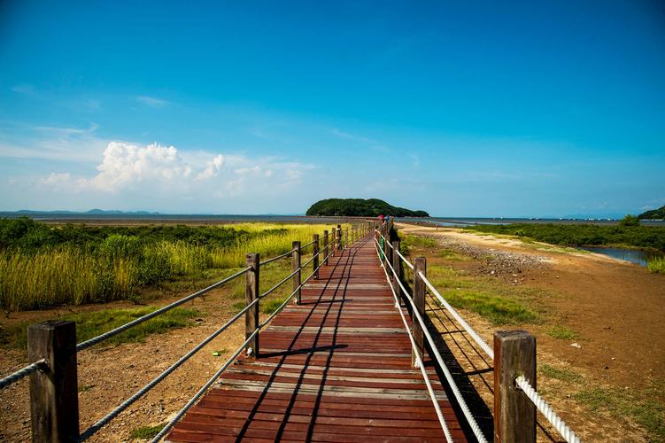 3、崇明红树林湿地公园