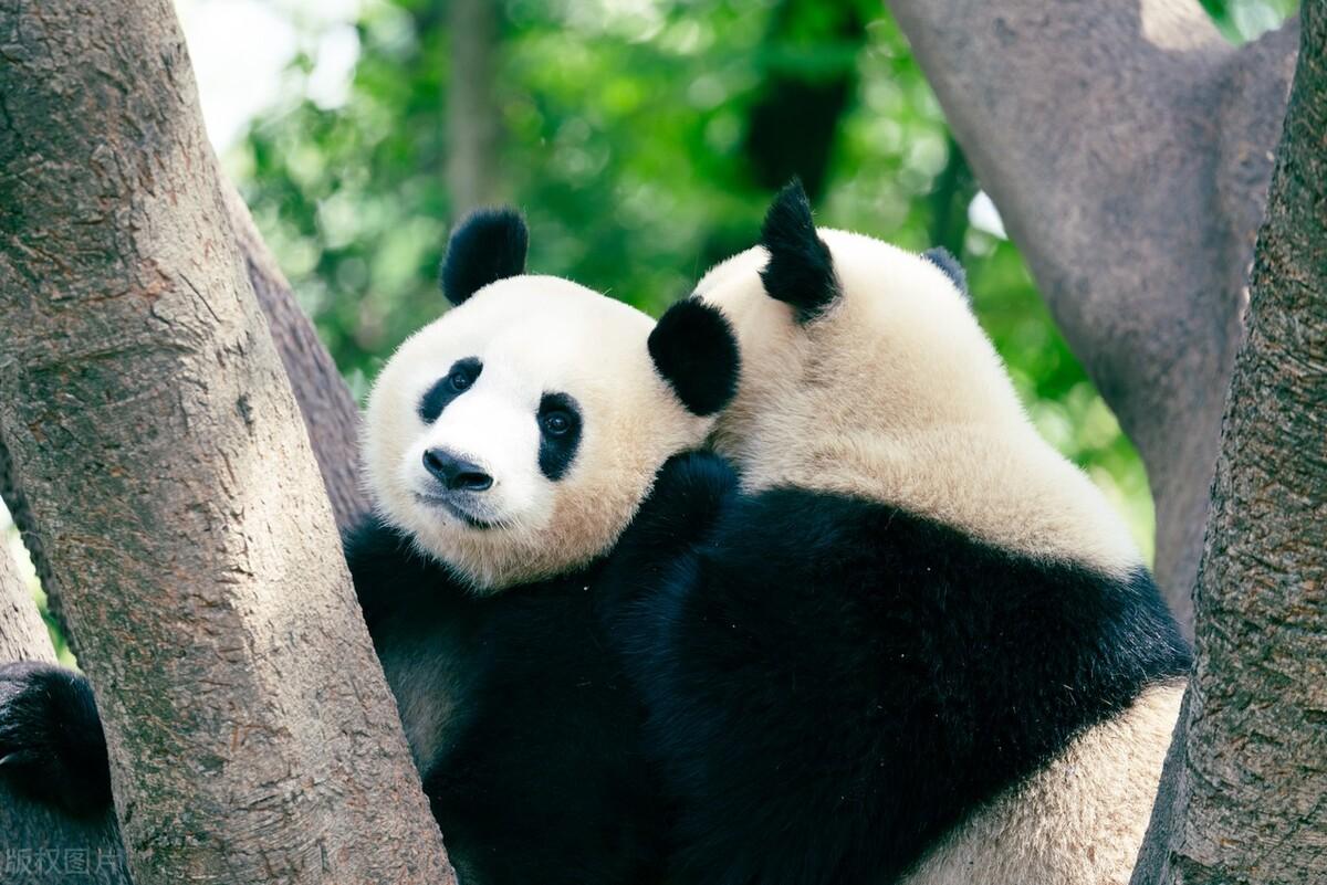 国宝大熊猫的介绍和特点表格（大熊猫的简介资料）(图4)