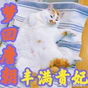 ​楼楼安乐死了，它的表情包我们都用过！