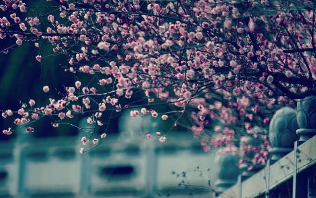 ♬最美的南北朝民歌，似一阵清风吹入