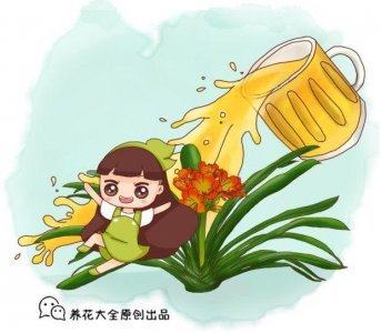 ​龙血树叶粉的功效与作用及食用方法（龙血树叶粉的功效与作用及食用方法禁忌）