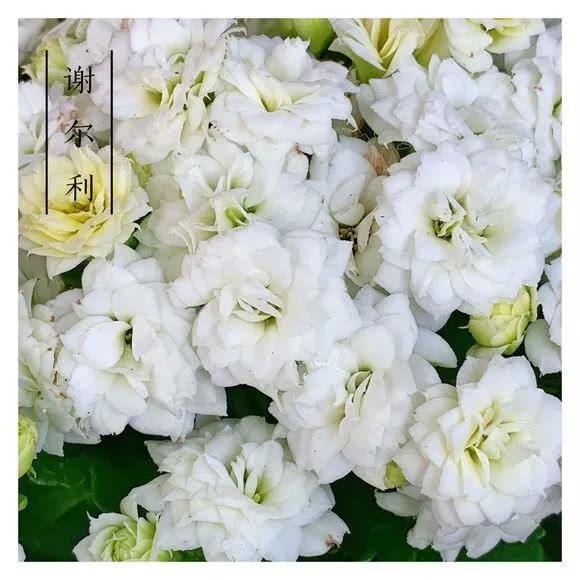 34种长寿花，最美的品种都在里面