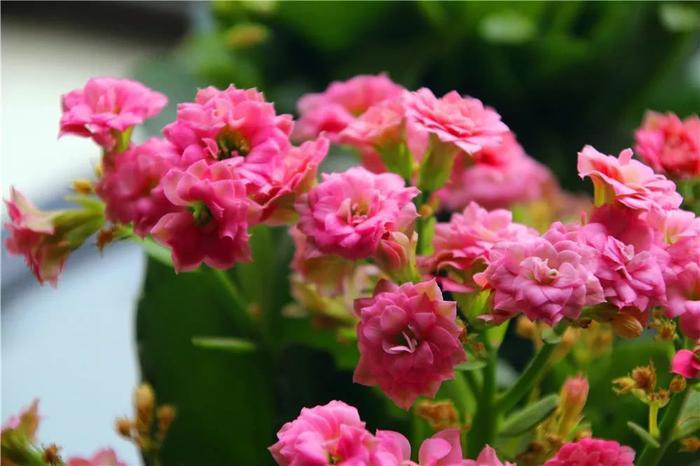 34种长寿花，最美的品种都在里面