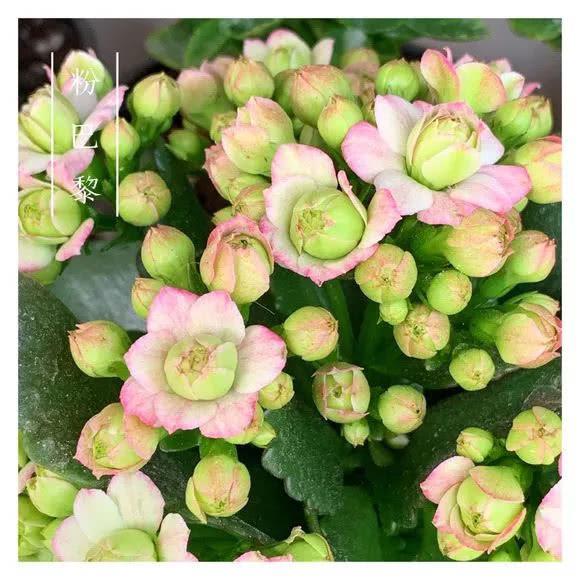 34种长寿花，最美的品种都在里面