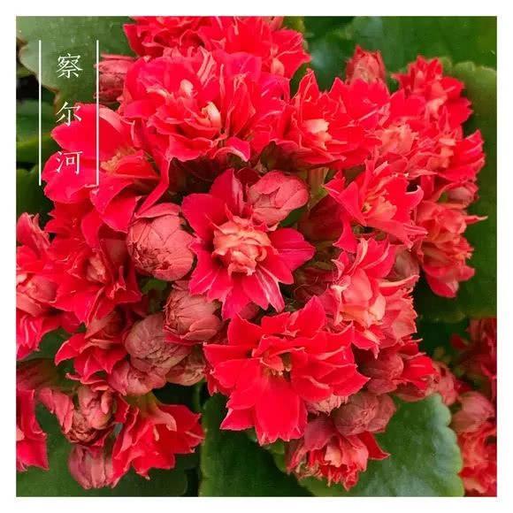 34种长寿花，最美的品种都在里面