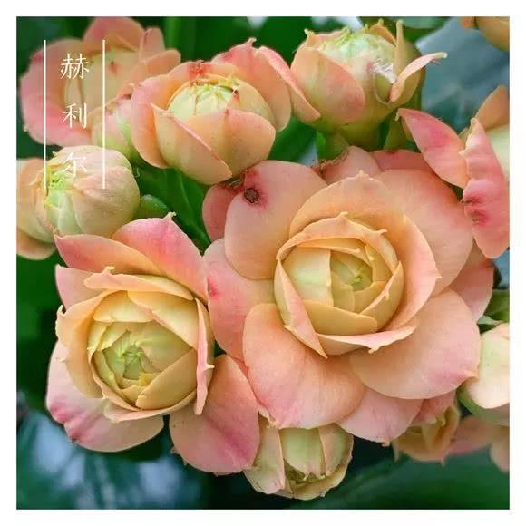 34种长寿花，最美的品种都在里面