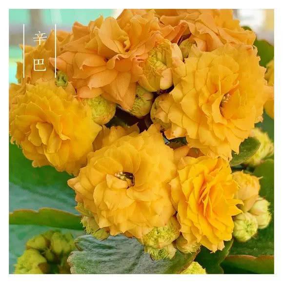 34种长寿花，最美的品种都在里面