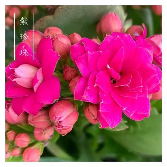 34种长寿花，最美的品种都在里面