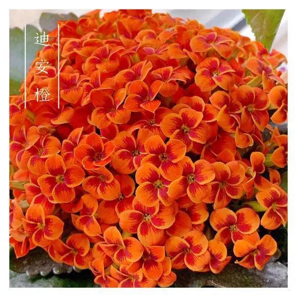 34种长寿花，最美的品种都在里面