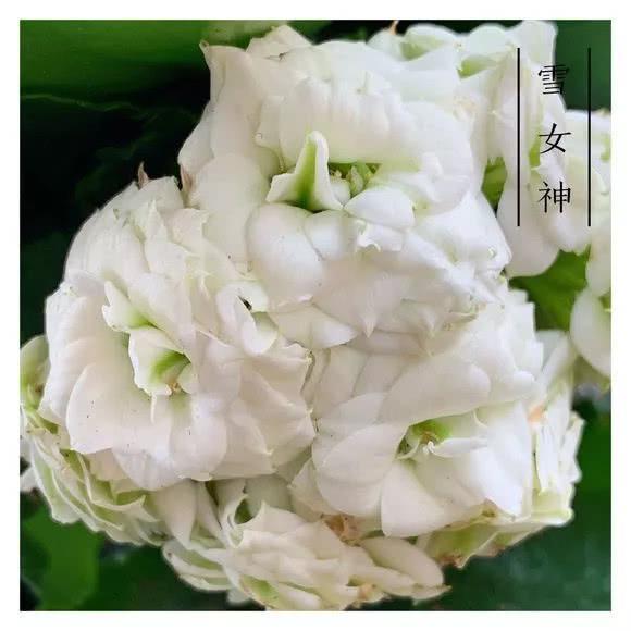 34种长寿花，最美的品种都在里面