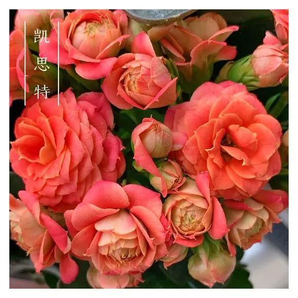 34种长寿花，最美的品种都在里面