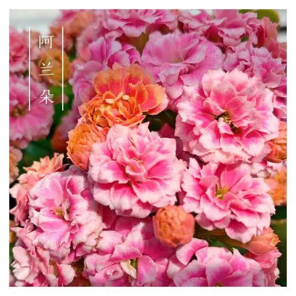 34种长寿花，最美的品种都在里面