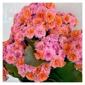 ​34种长寿花，最美的品种都在里面